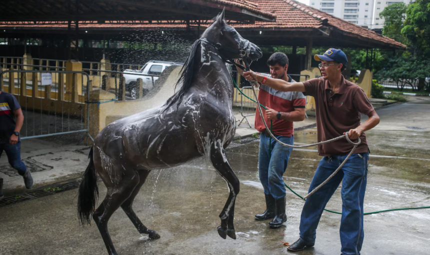 Cavalos árabes voltam ao Parque da Água Branca após 23 anos sem eventos equestres